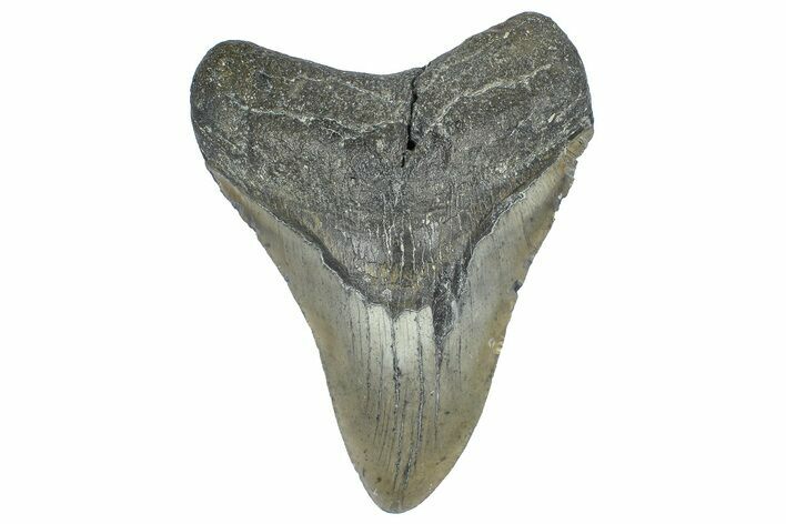 Fossil Megalodon Tooth - North Carolina #362883